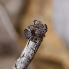 Maratus calcitrans (Kicking peacock spider) at Denman Prospect 2 Estate Deferred Area (Block 12) - 21 Jan 2023 by KorinneM