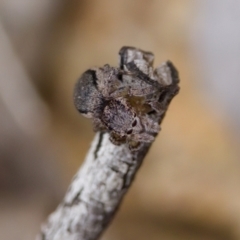 Maratus calcitrans at Denman Prospect 2 Estate Deferred Area (Block 12) - suppressed