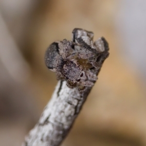 Maratus calcitrans at Denman Prospect 2 Estate Deferred Area (Block 12) - suppressed