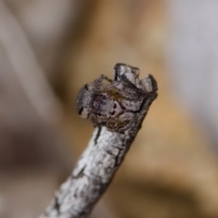 Maratus calcitrans at Denman Prospect 2 Estate Deferred Area (Block 12) - suppressed