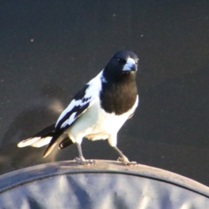 Cracticus nigrogularis at Kingaroy, QLD - 26 Jun 2024