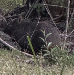 Vombatus ursinus (Common wombat, Bare-nosed Wombat) at Kangaroo Valley, NSW - 26 Jun 2024 by lbradley