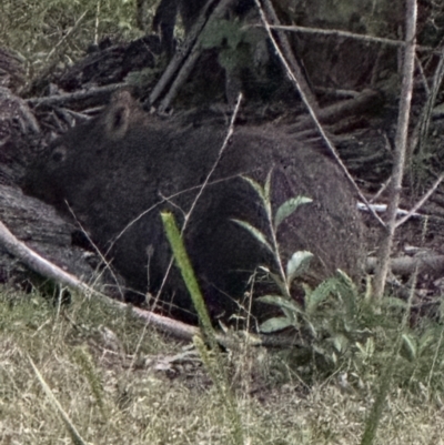 Vombatus ursinus (Common wombat, Bare-nosed Wombat) at Kangaroo Valley, NSW - 26 Jun 2024 by lbradley