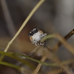 Phaulacridium vittatum (Wingless Grasshopper) at Block 402 - 22 Jan 2023 by KorinneM