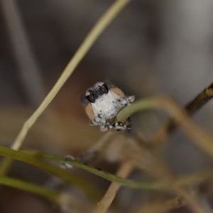 Phaulacridium vittatum at Bluetts Block (402, 403, 12, 11) - 22 Jan 2023 12:27 PM