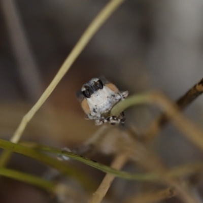 Phaulacridium vittatum (Wingless Grasshopper) at Block 402 - 22 Jan 2023 by KorinneM