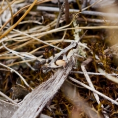 Phaulacridium vittatum at Bluetts Block (402, 403, 12, 11) - 22 Jan 2023