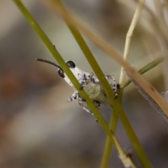 Phaulacridium vittatum at Bluetts Block (402, 403, 12, 11) - 22 Jan 2023 12:27 PM