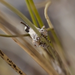 Phaulacridium vittatum at Bluetts Block (402, 403, 12, 11) - 22 Jan 2023 12:27 PM