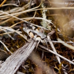 Phaulacridium vittatum at Bluetts Block (402, 403, 12, 11) - 22 Jan 2023 12:27 PM