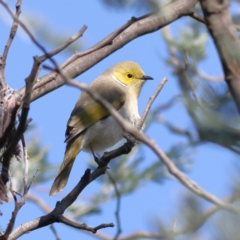 Ptilotula penicillata (White-plumed Honeyeater) at Wallaroo, NSW - 26 Jun 2024 by MichaelWenke