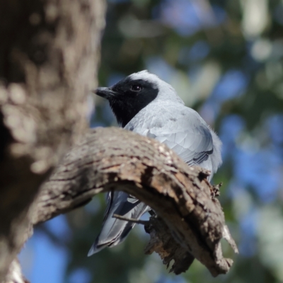 Coracina novaehollandiae (Black-faced Cuckooshrike) at Wallaroo, NSW - 26 Jun 2024 by MichaelWenke