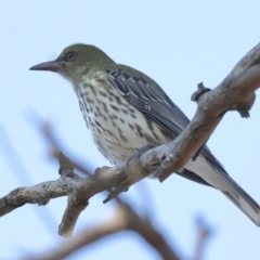 Oriolus sagittatus (Olive-backed Oriole) at Wallaroo, NSW - 26 Jun 2024 by MichaelWenke