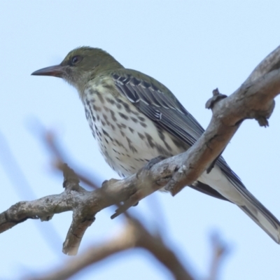 Oriolus sagittatus (Olive-backed Oriole) at Wallaroo, NSW - 26 Jun 2024 by MichaelWenke