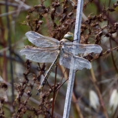 Anax papuensis (Australian Emperor) at Strathnairn, ACT - 5 Mar 2023 by KorinneM