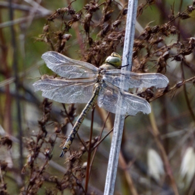 Anax papuensis (Australian Emperor) at Stony Creek - 5 Mar 2023 by KorinneM