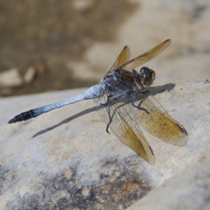 Orthetrum caledonicum at Stony Creek - 5 Mar 2023 10:30 AM