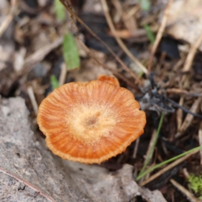 Laccaria sp. at Deakin, ACT - 24 Jun 2024 by LisaH