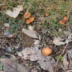 Laccaria sp. at Red Hill Nature Reserve - suppressed