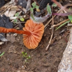 Laccaria sp. at Red Hill Nature Reserve - suppressed