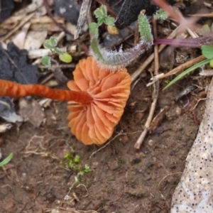 Laccaria sp. at Red Hill Nature Reserve - suppressed