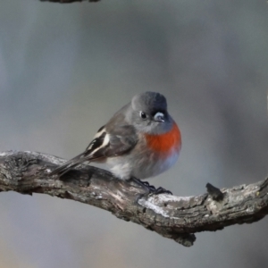 Petroica boodang at Red Hill Nature Reserve - 24 Jun 2024 11:32 AM