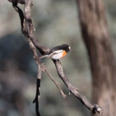 Petroica boodang at Red Hill Nature Reserve - 24 Jun 2024 11:32 AM