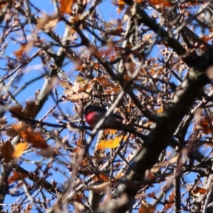 Petroica rosea at Red Hill Nature Reserve - 24 Jun 2024