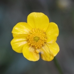 Ranunculus lappaceus (Australian Buttercup) at QPRC LGA - 25 Jun 2024 by LisaH