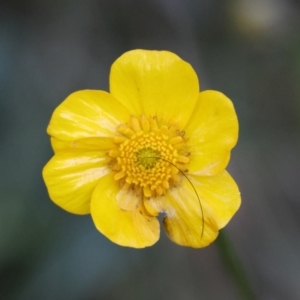 Ranunculus lappaceus at QPRC LGA - suppressed