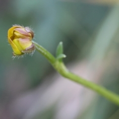 Ranunculus lappaceus at QPRC LGA - suppressed