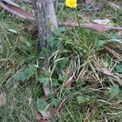 Ranunculus lappaceus at QPRC LGA - suppressed