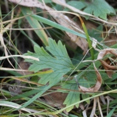 Ranunculus lappaceus at QPRC LGA - 25 Jun 2024