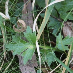 Ranunculus lappaceus at QPRC LGA - 25 Jun 2024