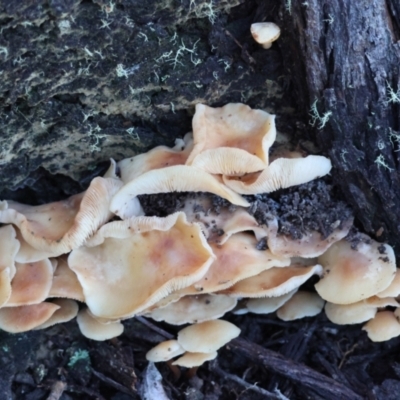 Rhodocollybia eucalyptorum at Mongarlowe River - 25 Jun 2024 by LisaH