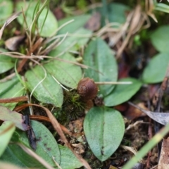 Unidentified Cap on a stem; gills below cap [mushrooms or mushroom-like] at QPRC LGA - 25 Jun 2024 by LisaH