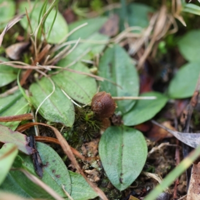 Unidentified Cap on a stem; gills below cap [mushrooms or mushroom-like] at Mongarlowe River - 25 Jun 2024 by LisaH