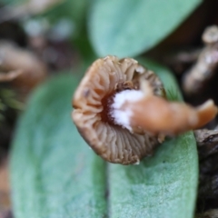 zz agaric (stem; gills not white/cream) at QPRC LGA - suppressed