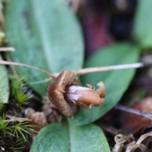 zz agaric (stem; gills not white/cream) at QPRC LGA - 25 Jun 2024