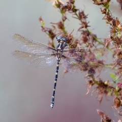 Synthemis eustalacta (Swamp Tigertail) at Strathnairn, ACT - 4 Mar 2023 by KorinneM