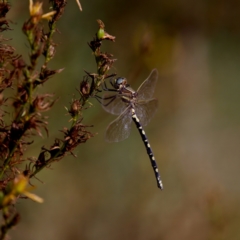 Synthemis eustalacta at Stony Creek - 5 Mar 2023 09:21 AM