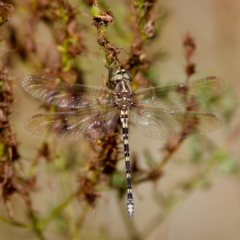 Synthemis eustalacta at Stony Creek - 5 Mar 2023 09:21 AM