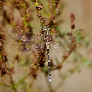 Synthemis eustalacta at Stony Creek - 5 Mar 2023 09:21 AM