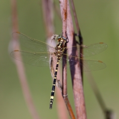 Synthemis eustalacta at Stony Creek - 5 Mar 2023 09:21 AM