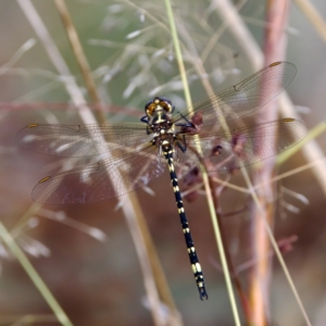 Synthemis eustalacta at Stony Creek - 5 Mar 2023 09:21 AM