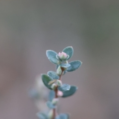 Brachyloma daphnoides at QPRC LGA - 25 Jun 2024