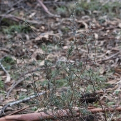 Brachyloma daphnoides at QPRC LGA - 25 Jun 2024