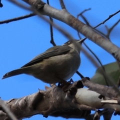 Melithreptus brevirostris (Brown-headed Honeyeater) at QPRC LGA - 25 Jun 2024 by LisaH