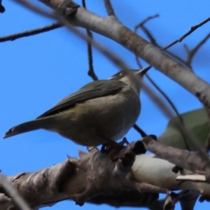 Melithreptus brevirostris at QPRC LGA - suppressed