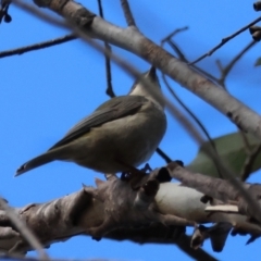 Melithreptus brevirostris at QPRC LGA - suppressed